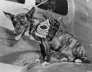 2007 Prints: World War II, Poochy, wearing the insignia of a Master sergeant at the Army Flying school