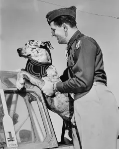 Robert E Prints: World War II, Tiger, a six-month old