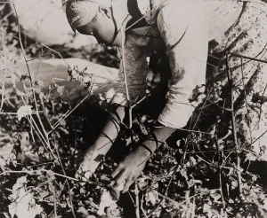 Farming Prints: Young African American women picking cotton as a day laborer on Mississippi