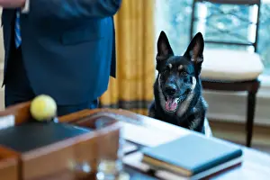 Major Prints: The younger and more rambunctious Biden family dog
