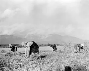 Images Dated 5th February 2008: Yugoslavia, Yugoslav women are diligent helpers in all phases of agricultural development of their country